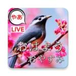 Logo of Japanese Morning to Night Love android Application 